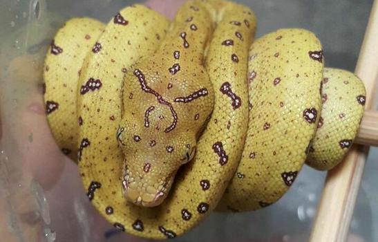 Green Tree Python Morelia viridis found for sale on Facebook in the Philippines