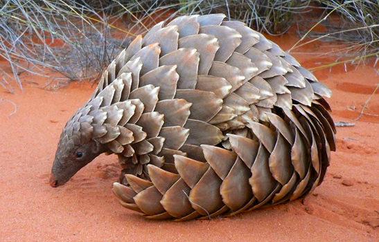 Temminck’s Ground Pangolin Smutsia temminckii © Darren Pietersen / African Pangolin Working Group