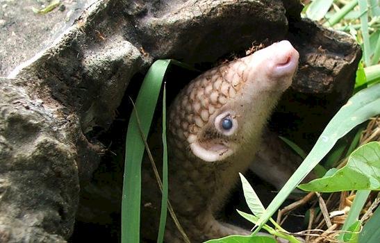 Philippine Pangolin Manis culionensis © Roger Dolorosa