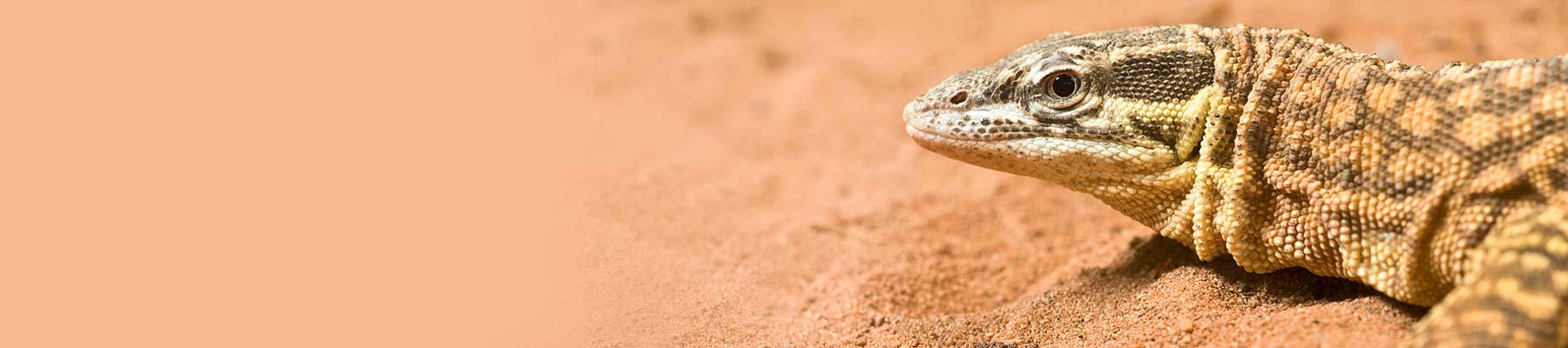 Spiny-tailed monitor Varanus acanthurus  © Frupus / Creative Commons (CC BY-NC 2.0)