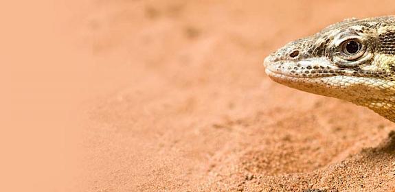 Spiny-tailed monitor Varanus acanthurus © Frupus / Creative Commons (CC BY-NC 2.0)