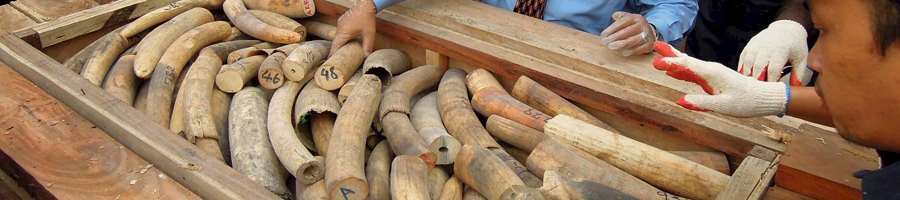 A shipment of ivory from Africa seized in Malaysia © TRAFFIC 