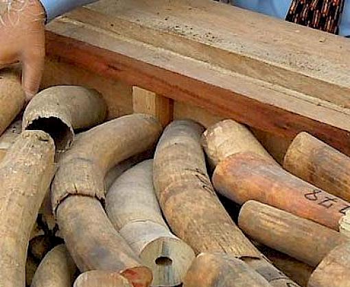 Malaysia’s invisible ivory channel: An assessment of ivory seizures involving Malaysia from January 2003-May 2014