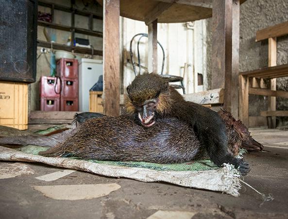 A Moustached Guenon among animals on sale at a wild game meat market in Yaoundé, Cameroon © A. Walmsley / TRAFFIC