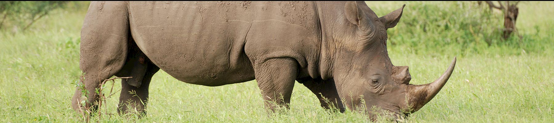 White rhino Ceratotherium simum grazing in Kruger National Park, South Africa © Christiaan van der Hoeven / WWF-Netherlands