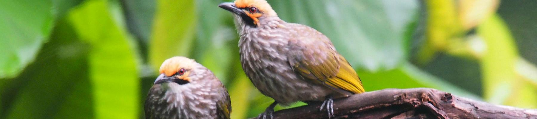 Straw-headed Bulbuls in the wild