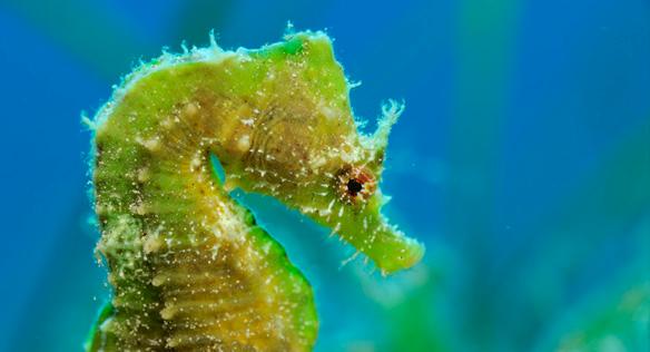 Short snouted seahorse Hippocampus hippocampus. Photo: Wild Wonders of Europe / Zankl / WWF