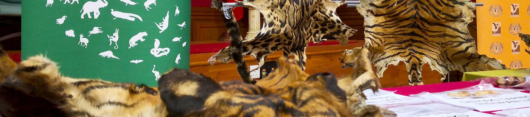 Tiger and leopard skins were among the wildlife products seized by authorities © TRAFFIC