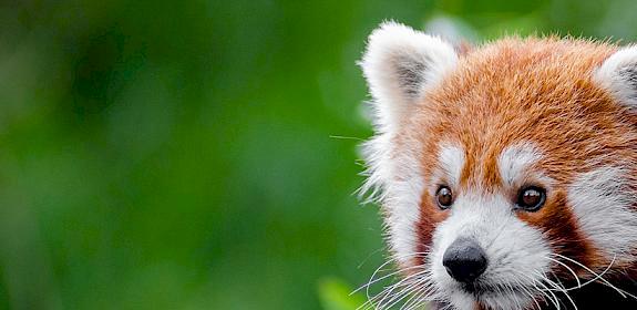 Red Panda Ailurus fulgens