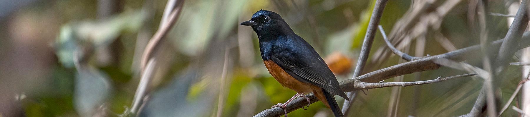 White-rumped shama Copsychus malabaricus, Kanha National Park, India © Ola Jennersten