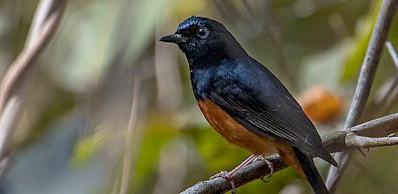 White-rumped shama Copsychus malabaricus, Kanha National Park, India © Ola Jennersten