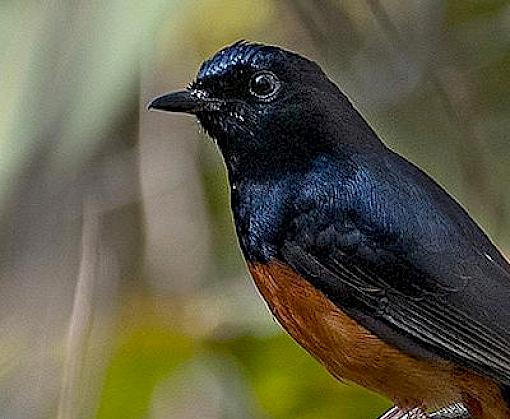 The ongoing trade threatening tigers, pangolins, songbirds and sharks revealed in latest TRAFFIC Bulletin