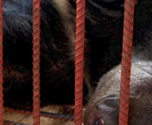 Study calls for scrutiny of bear farms in Lao PDR