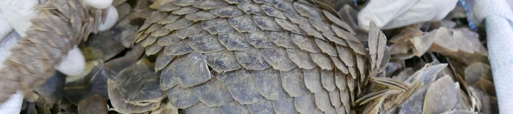 Seized pangolin scales © TRAFFIC 