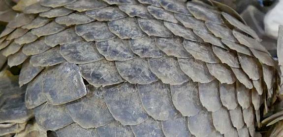 Seized pangolin scales © TRAFFIC 
