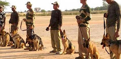 Wildlife sniffer dog training begins in Gwalior, TRAFFIC recruits another 12 dogs