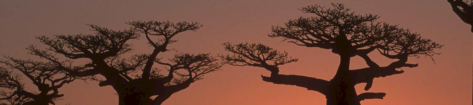 Baobabs Adansonia grandidieri, Madagascar © Martin Harvey / WWF