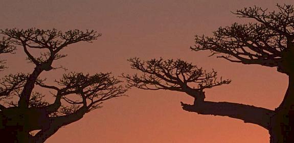 Baobabs Adansonia grandidieri, Madagascar © Martin Harvey / WWF