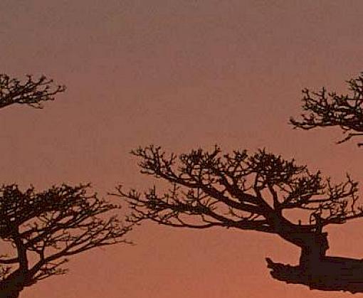 Powers of Persuasion, sustainable and legal timber trade, e-commerce, forensics and Straw-headed Bulbuls feature in TRAFFIC Bulletin