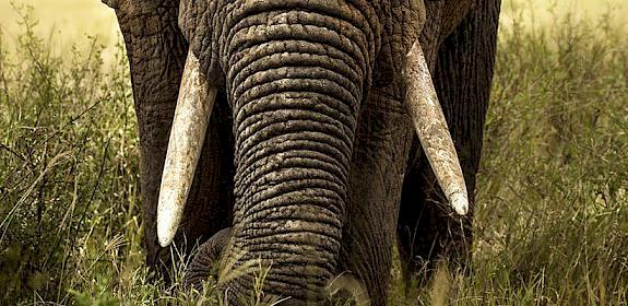 African Elephant Loxodonta africana © Shutterstock / Lara Zanarini / WWF-Sweden