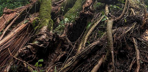 Felled tree in the forest at the base of Mount Cameroon © A. Walmsley / TRAFFIC
