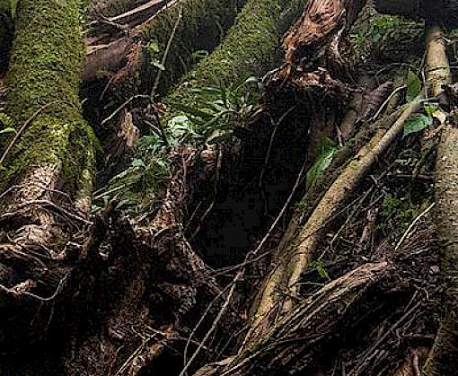 New WCO guidelines to help Cameroon Customs assess the legality of timber trade