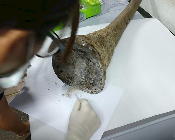 DNA testing on a seized rhino horn © TRACE Network