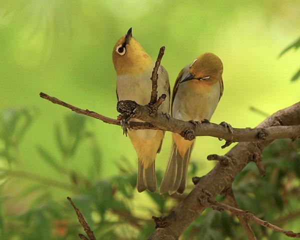 Oriental White-eye Zosterops palpebrosus © Ali Arsh / CC Generic 2.0