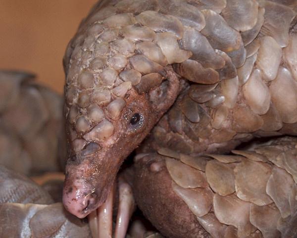 Temminck’s Ground Pangolin Smutsia temminckii © Darren Pietersen / African Pangolin Working Group