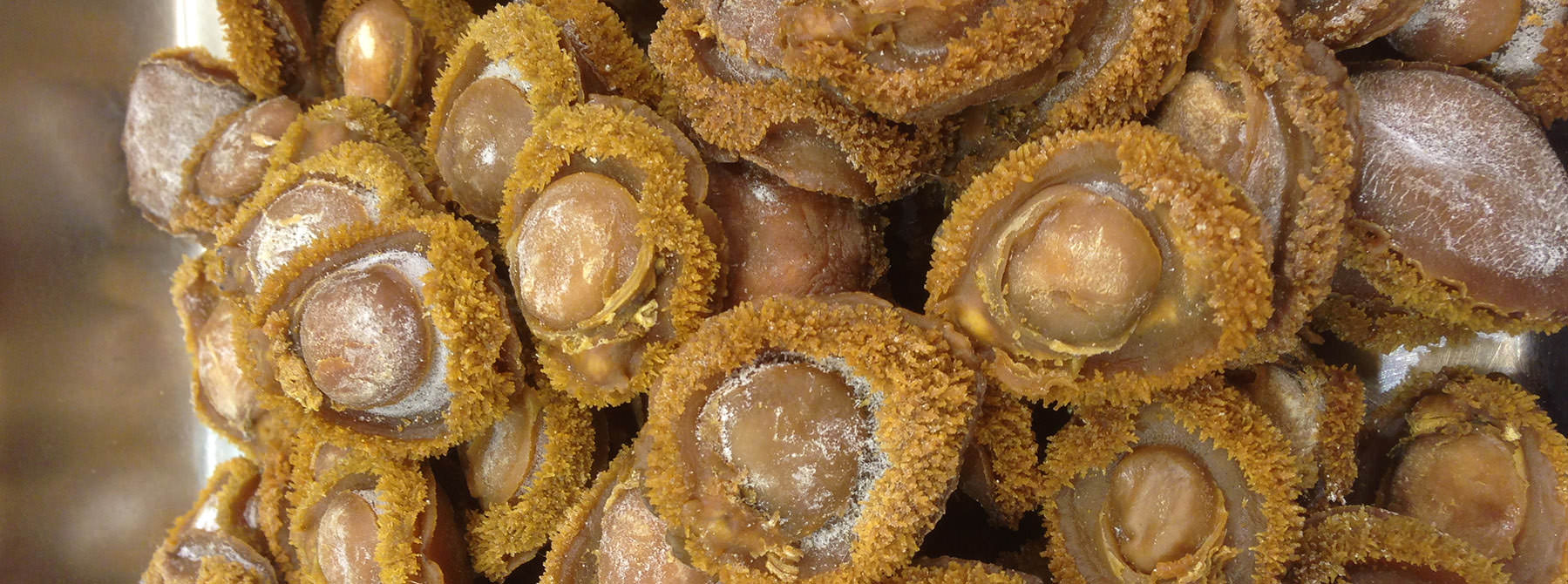 Dried abalone being weighed in Hong Kong market  © Wilson Lau / TRAFFIC