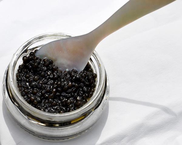 sturgeon caviar