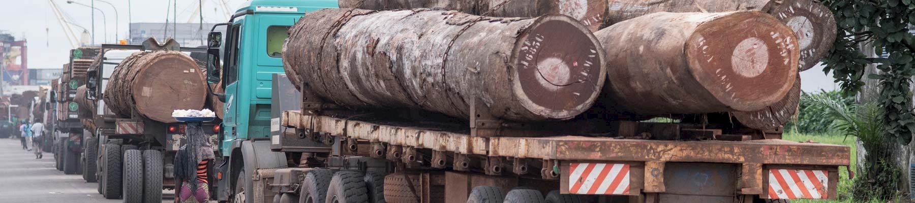 Timber trucks © Andrew Walmsley / TRAFFIC