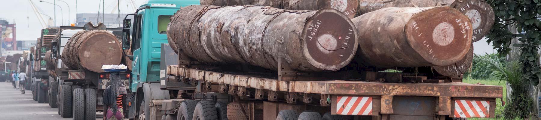 Timber trucks ©  Andrew Walmsley / TRAFFIC 