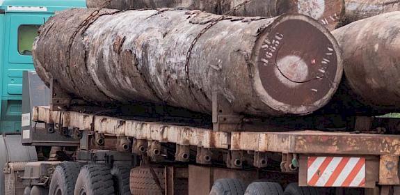 Timber trucks © Andrew Walmsley / TRAFFIC 