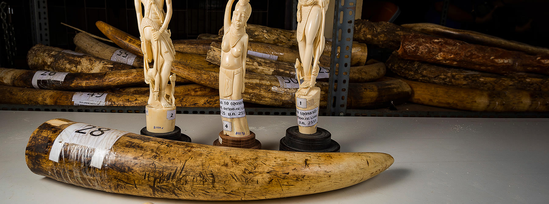 Seized ivory by the Department of National Parks, Bangkok © Ola Jennersten / WWF-Sweden