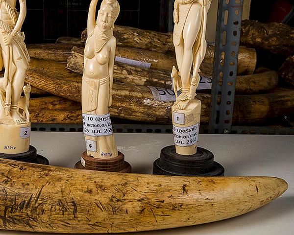 Seized ivory by the Department of National Parks, Bangkok © Ola Jennersten / WWF-Sweden