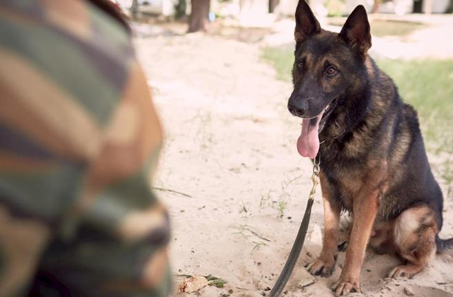 Wildlife sniffer dogs