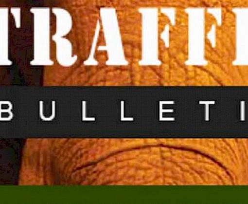 Helmeted Hornbills, pangolins in Malaysia, online trade in the Philippines & more in the latest TRAFFIC Bulletin