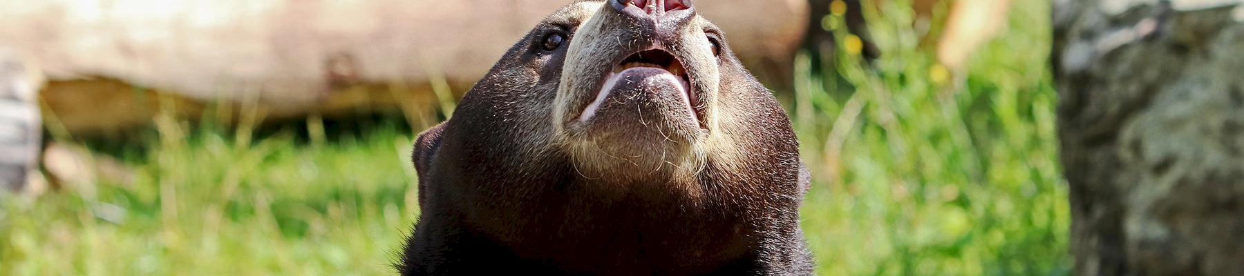 Sun Bear Helarctos malayanus poached for their paws, claws meat, and gall bladder