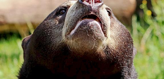 Sun Bear Helarctos malayanus poached for their paws, claws meat, and gall bladder