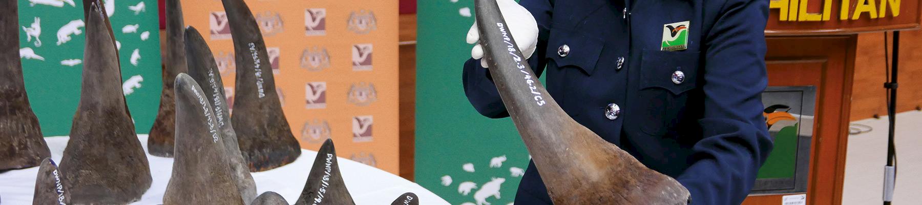 A Malaysian Customs officer holds one of the seized rhino horns © E. John / TRAFFIC