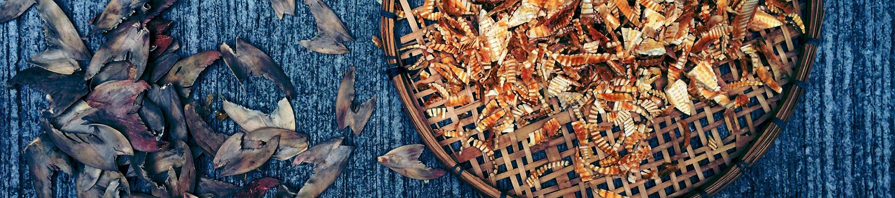 Shark fin and shark fin off cut during the drying process in Hong Kong. Tracability systems are essential in ensuring the legality and sustainability of products such as shark fin © WWF-Hong Kong / Tracy Tsang