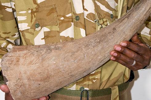 Customs officer holding a seized rhino horn © naturepl.com / Mark Cawardine