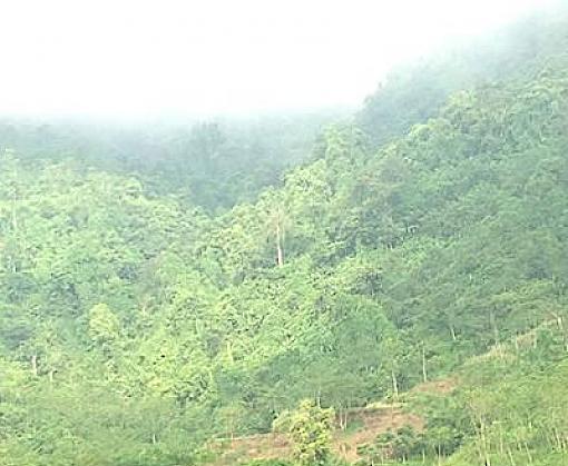 Enhancing Management and Benefit Flows in Viet Nam’s Wild Medicinal Products