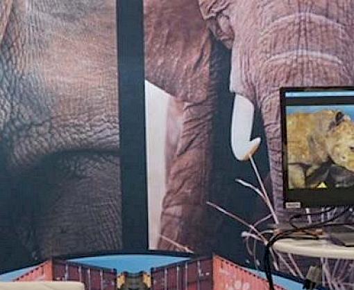 South African Freight Forwarders Recognise Opportunities to Combat Wildlife Trafficking in Supply Chains at SAAFF Congress 2018