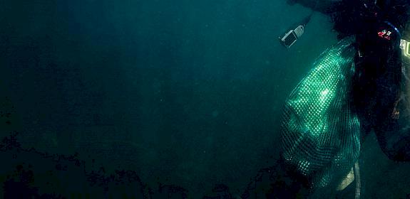 A poacher with a bag of fresh abalone © Shaun Swingler