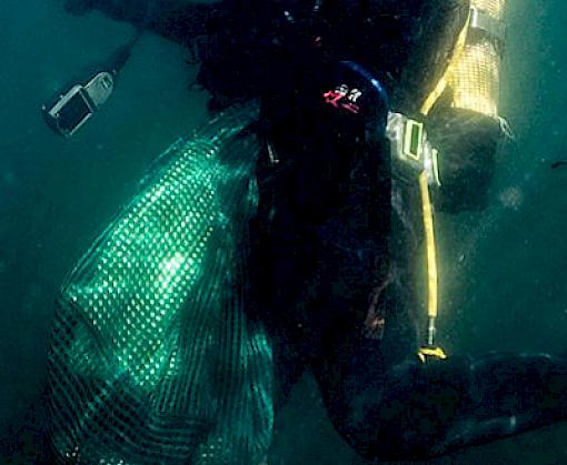 Empty Shells: An assessment of abalone poaching and trade in southern Africa