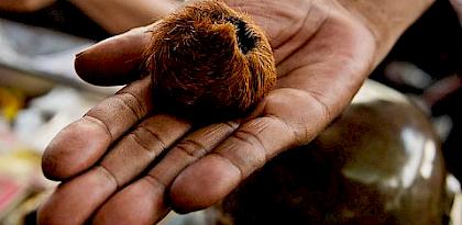 Research analysis on strategies to change illegal wildlife product consumer behaviour