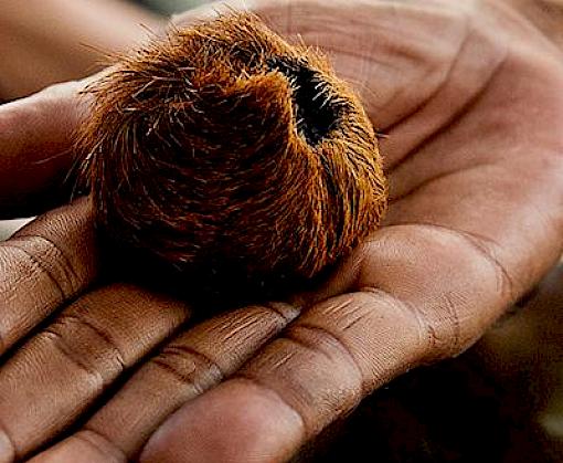 Research analysis on strategies to change illegal wildlife product consumer behaviour