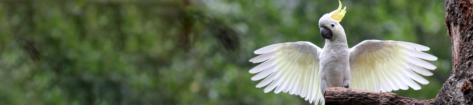 Yellow-crested Cockatoo, a Critically Endangered species threatened by live trade © Sham Edmond